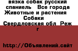 вязка собак русский спаниель - Все города Животные и растения » Собаки   . Свердловская обл.,Реж г.